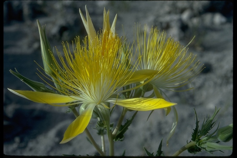 Image of giant blazing star