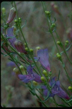 Image of bunchleaf penstemon