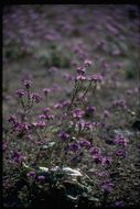 Image of calthaleaf phacelia