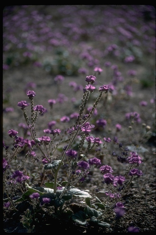 Image of calthaleaf phacelia