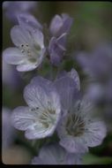 Image of divaricate phacelia