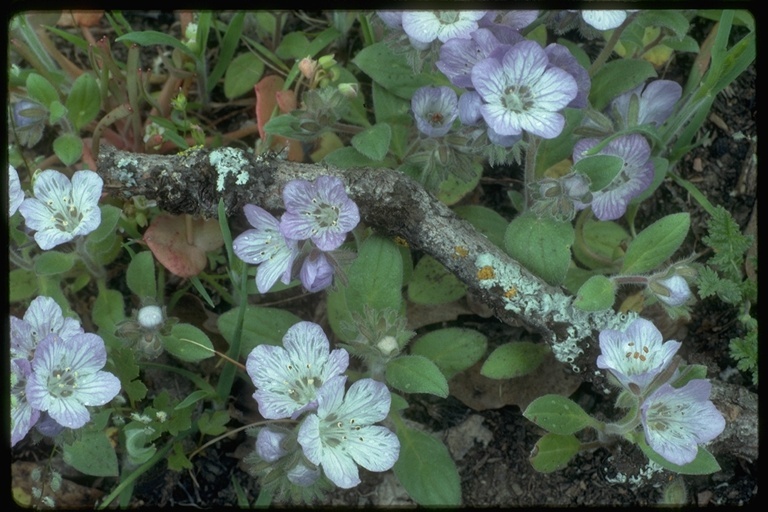 Image of divaricate phacelia