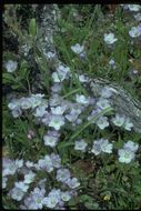 Image of divaricate phacelia