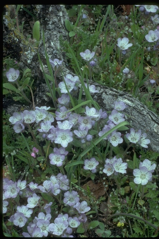 Image of divaricate phacelia