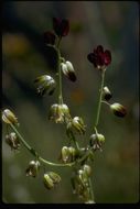 Image of California jewelflower