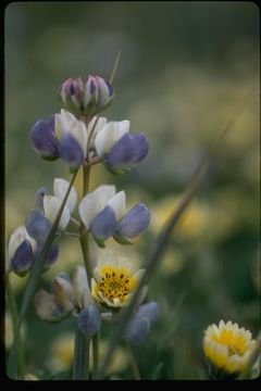 Imagem de Lupinus variicolor Steud.