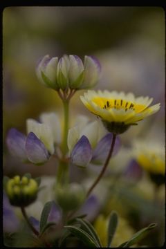 Imagem de Lupinus variicolor Steud.