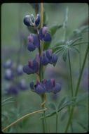 Image de Lupinus bicolor Lindl.