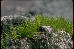 Image of Mason's Grasswort