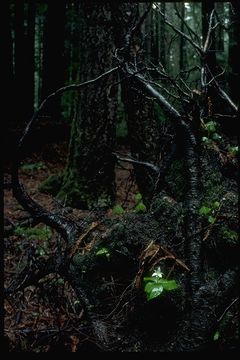 Image of Pacific trillium