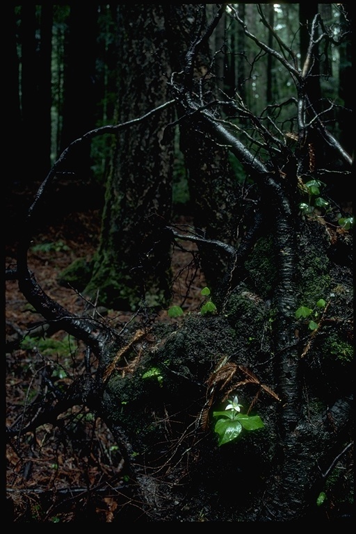 Imagem de Trillium ovatum Pursh