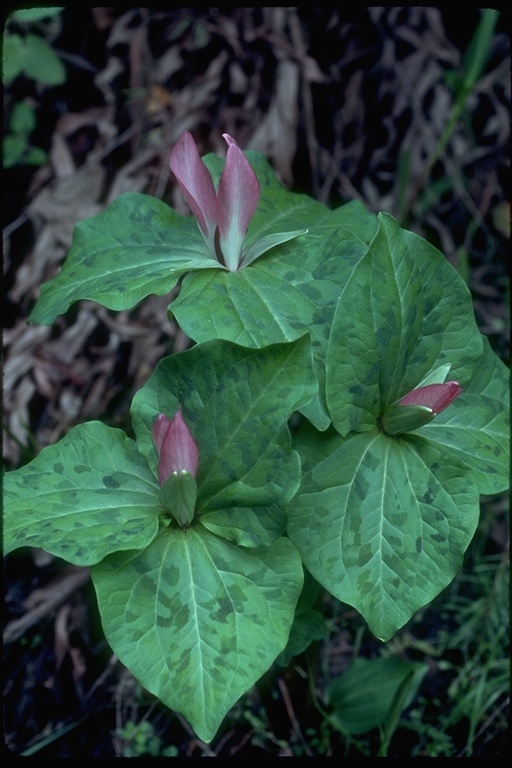 Imagem de Trillium chloropetalum (Torr.) Howell