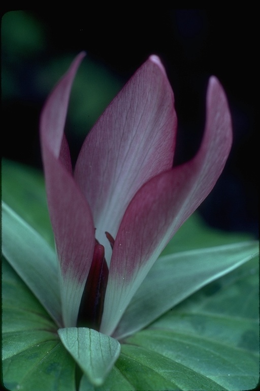 Imagem de Trillium chloropetalum (Torr.) Howell