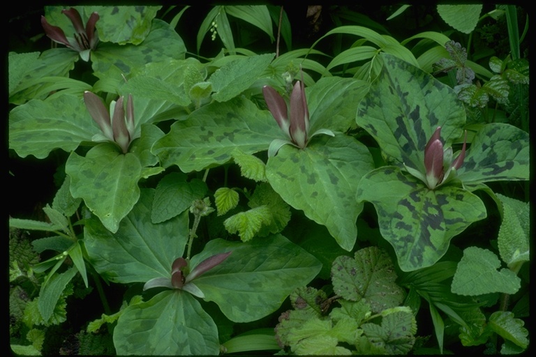 Imagem de Trillium chloropetalum (Torr.) Howell