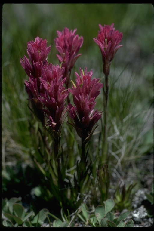 Image of Lemmon's Indian paintbrush