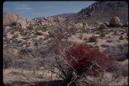 Image of mesquite mistletoe