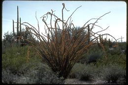 Image of ocotillo