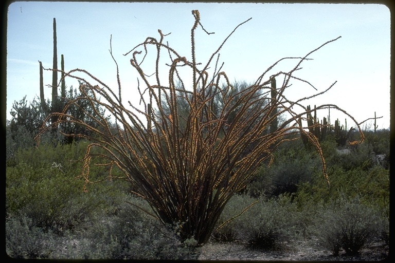 Imagem de Fouquieria splendens Engelm.