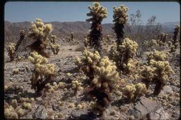 Image of teddybear cholla