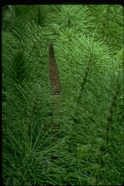 Image of giant horsetail