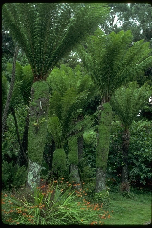 Image of tree fern