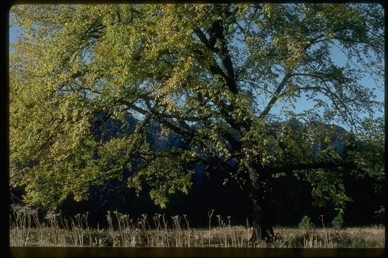 Plancia ëd Ulmus americana L.