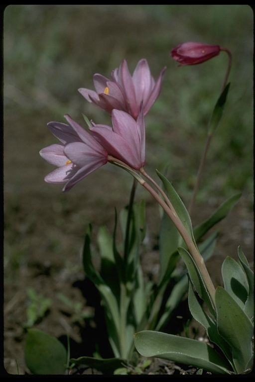 Image of adobe lily