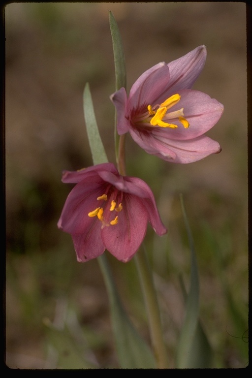 Image of adobe lily