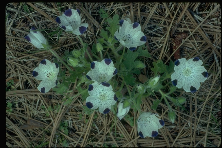 Image de Nemophila maculata Benth. ex Lindl.