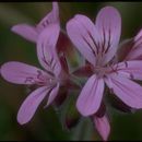 Image of grapeleaf geranium