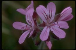 Слика од Pelargonium vitifolium (L.) L'Her.