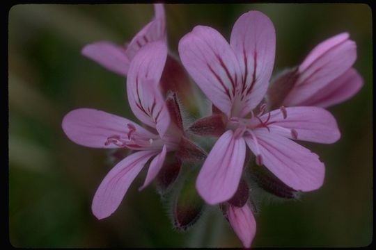 Image of grapeleaf geranium