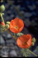 Image of desert globemallow