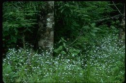 Image of wood forget-me-not