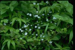 Image of wood forget-me-not