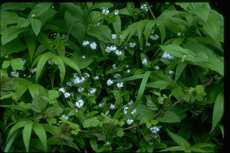 Image of wood forget-me-not