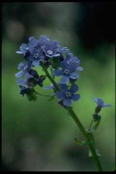 Image de Hackelia velutina (Piper) I. M. Johnst.