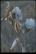 Imagem de Asclepias californica Greene