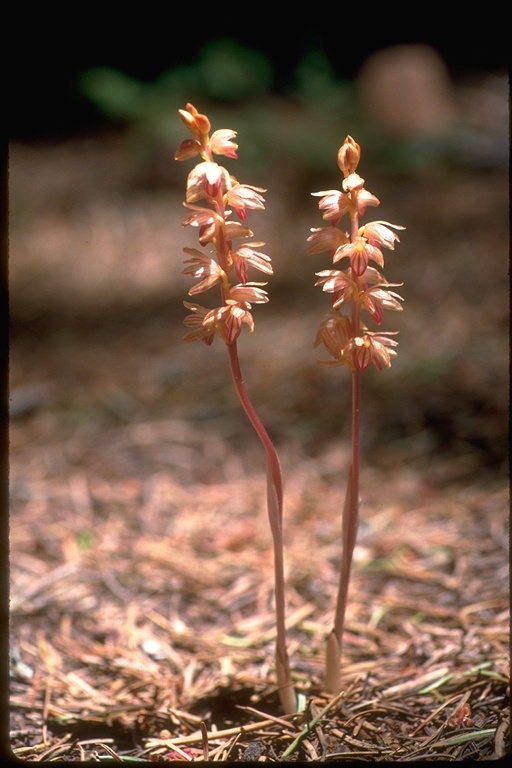 Image of Striped coralroot