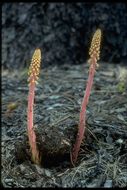 Image of woodland pinedrops