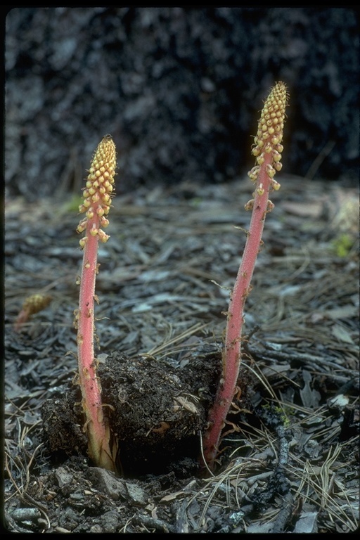 Image of woodland pinedrops