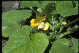 Image of field pumpkin