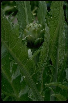 Image of globe artichoke