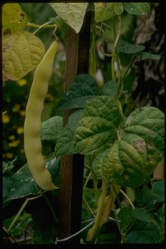 Image of kidney bean