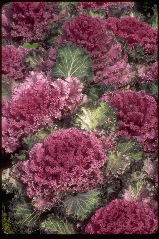 Image of Wild Mustard