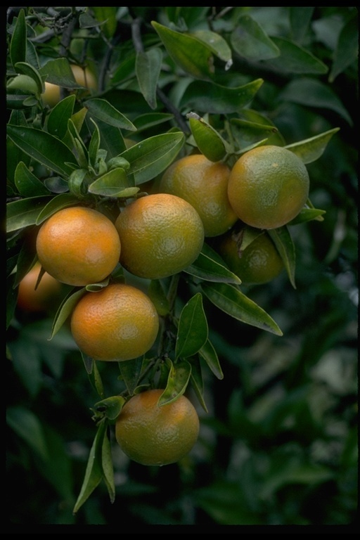 Image of tangerine