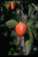 Image of common persimmon