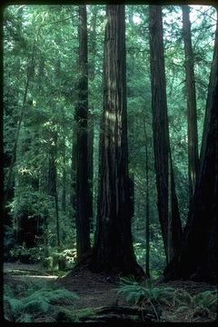 Image of California Redwood