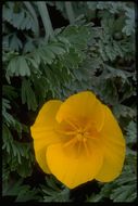 Imagem de Eschscholzia californica Cham.