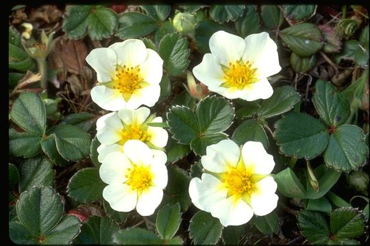 Image de Fragaria chiloensis (L.) Duchesne